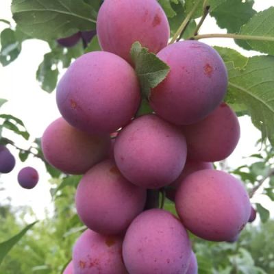 Слива Колоновидная Слива Колоновидная фото