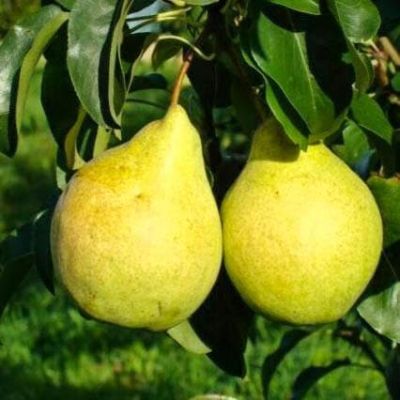 Груша Просто Мария/Осенняя Груша Просто Мария/Осенняя фото