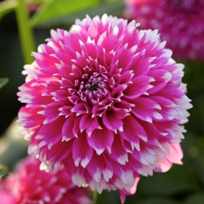 Георгина Фаззи Ваззи - Dolina-Sad.Ru