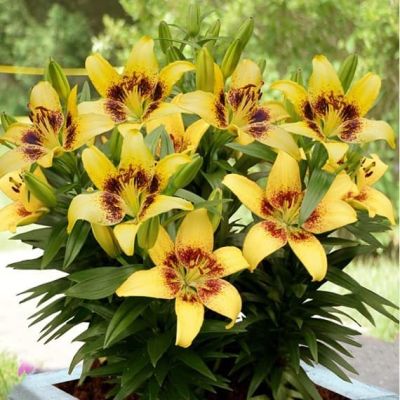 Лилия Жоан Песоа 2 шт Лилия Жоан Песоа 2 шт фото