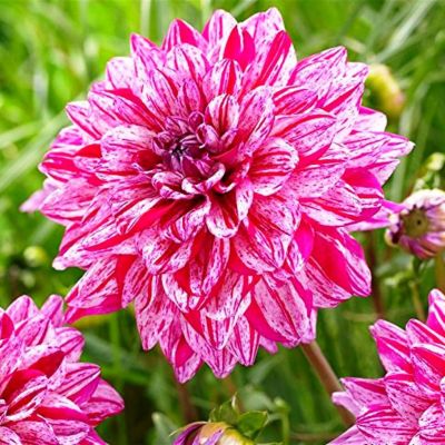 Георгина Сантандер Георгина Сантандер фото