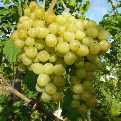 Виноград Злато фото