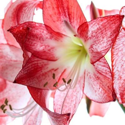 Амариллис Спортлайн Амариллис Спортлайн фото