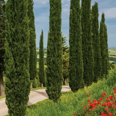 Кипарис вечнозеленый фото