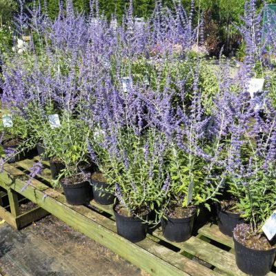 Перовския лебедолистная Блю Спайр - Dolina-Sad.Ru