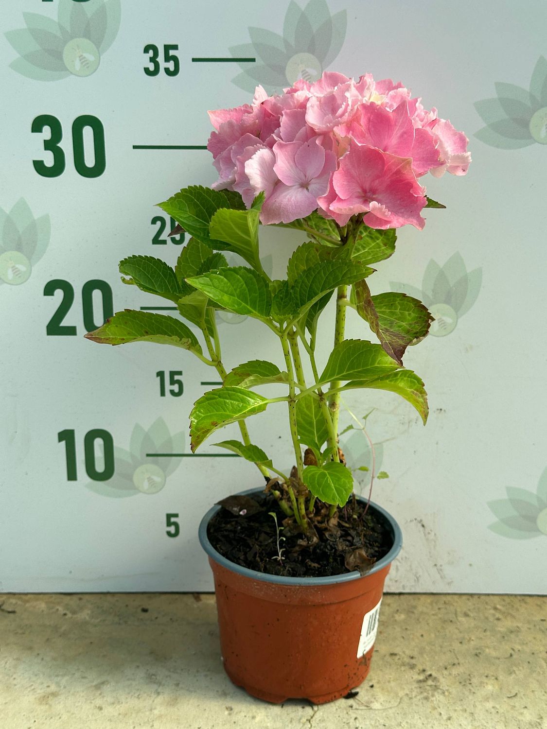 Гортензия крупнолистная Пинк Сенсейшн Гортензия крупнолистная Пинк Сенсейшн - Dolina-Sad.Ru