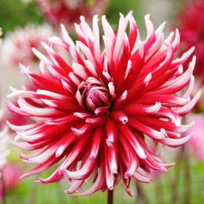 Георгина Фриколлет Георгина Фриколлет фото