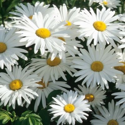 Нивяник великолепный Аляска Нивяник великолепный Аляска - Dolina-Sad.Ru