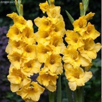 Гладиолус Еллоу Кап Гладиолус Еллоу Кап фото