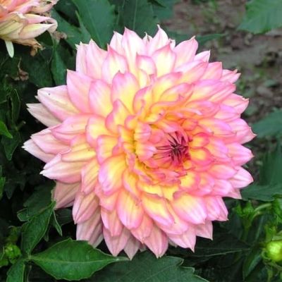 Георгина Гэллери Пабло Георгина Гэллери Пабло фото