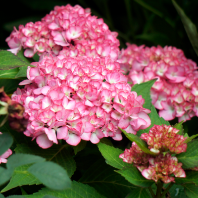 Гортензия крупнолистная Сабрина Гортензия крупнолистная Сабрина фото