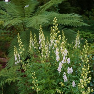 Тысячелистник Ред Вельвет - Dolina-Sad.Ru