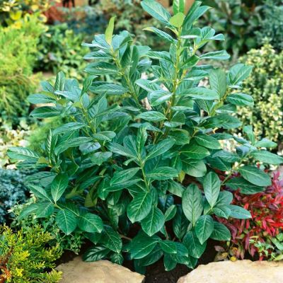 Лавровишня Новита Лавровишня Новита фото