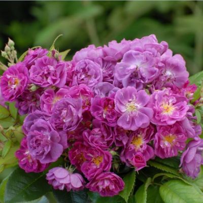 Роза Перпл Эден в горшке - Dolina-Sad.Ru