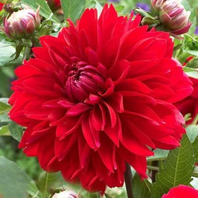 Георгина Дойчланд Георгина Дойчланд фото