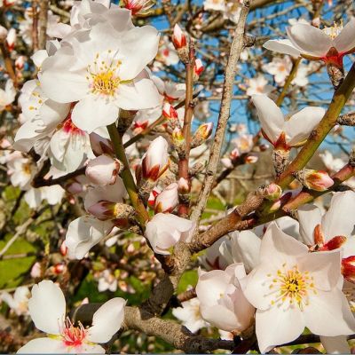 Миндаль Десертный Миндаль Десертный фото