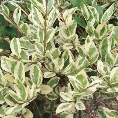 Бирючина овальнолистная Аргентум Бирючина овальнолистная Аргентум - Dolina-Sad.Ru