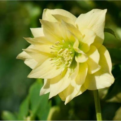 Морозник Дабл Еллоу - Dolina-Sad.Ru