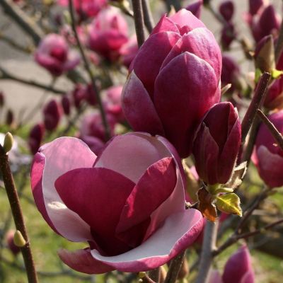 Магнолия Орхид Магнолия Орхид - Dolina-Sad.Ru