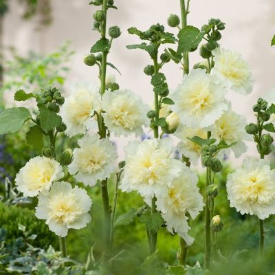 Шток-Роза Спринг Селебрейтис Лемон Шток-Роза Спринг Селебрейтис Лемон - Dolina-Sad.Ru