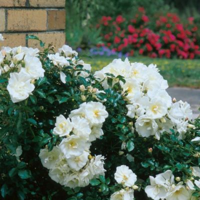 Роза Вайт Валей Роза Вайт Валей - Dolina-Sad.Ru