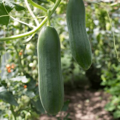 Огурец Хрустящий ломтик F1 (А) Огурец Хрустящий ломтик F1 (А) фото
