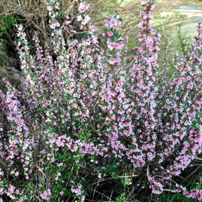 Миндаль Грузинский Миндаль Грузинский - Dolina-Sad.Ru