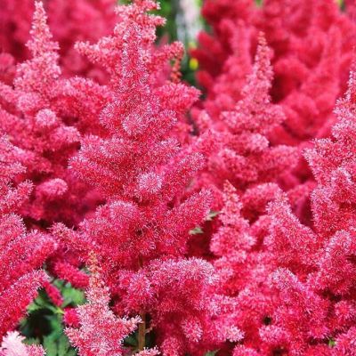 Астильба Майти Ред Куин Астильба Майти Ред Куин - Dolina-Sad.Ru