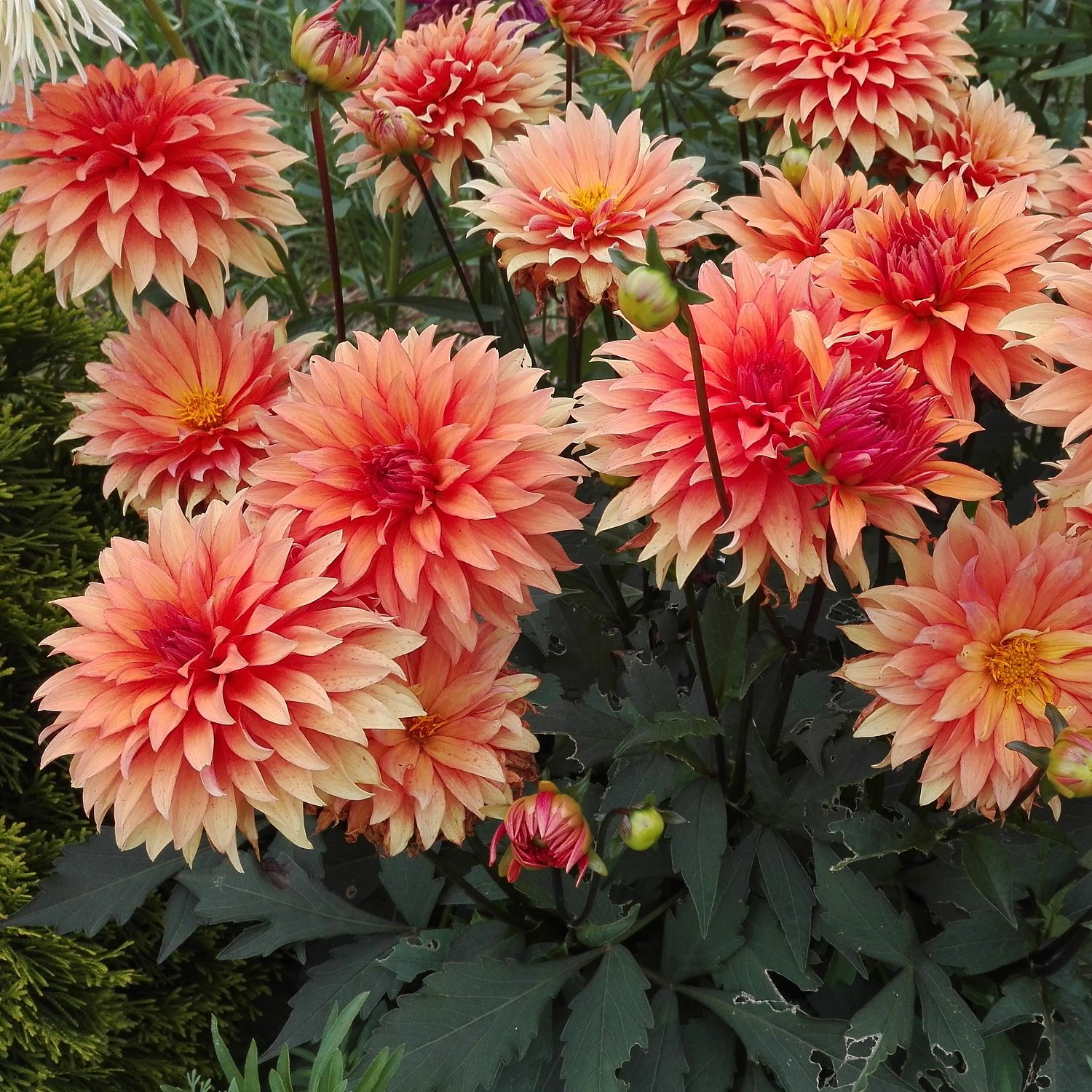 Георгина Отэм Фэйри Георгина Отэм Фэйри фото