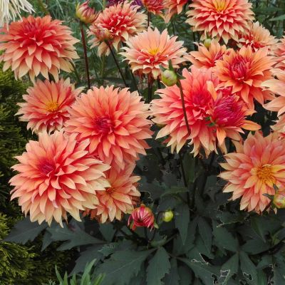 Георгина Отэм Фэйри Георгина Отэм Фэйри фото