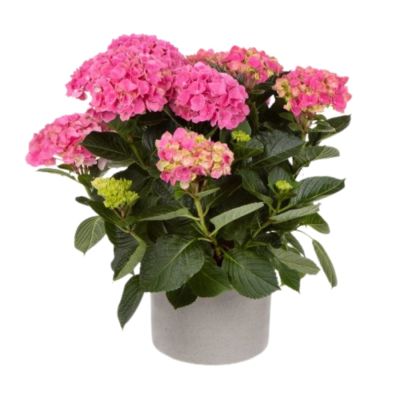 Гортензия крупнолистная Хай Скай - Dolina-Sad.Ru