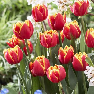 Тюльпан Силеста Тюльпан Силеста фото