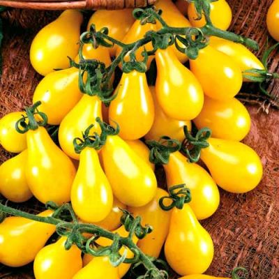 Томат Золотой дождь Томат Золотой дождь фото