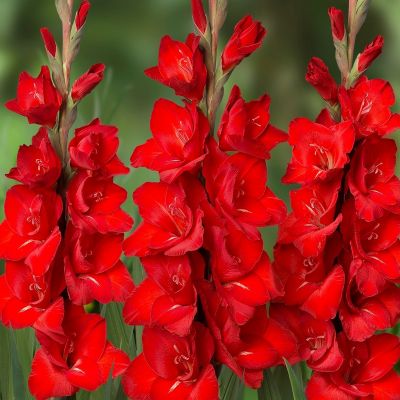 Гладиолус Пиза Гладиолус Пиза - Dolina-Sad.Ru