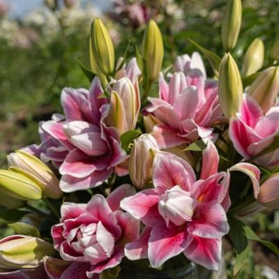 Лилия Роузлили Микаэла Лилия Роузлили Микаэла - Dolina-Sad.Ru