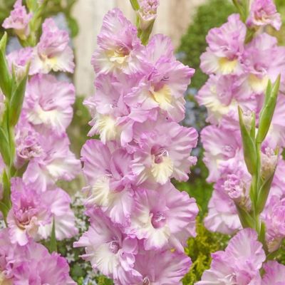 Гладиолус Владивосток - Dolina-Sad.Ru