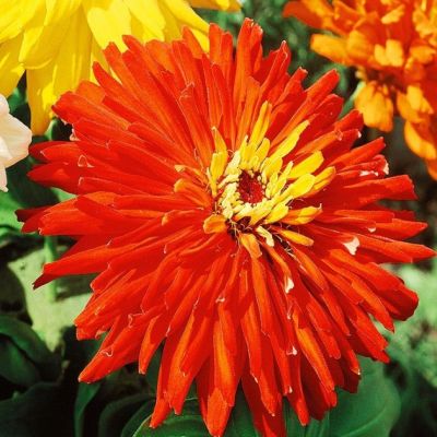 Цинния Ацтек Цинния Ацтек фото