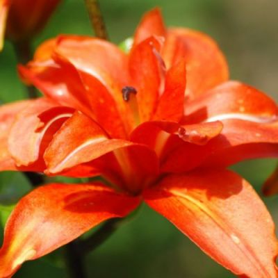 Лилия Сфинкс Лилия Сфинкс фото