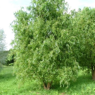 Ива Эритрофлексуоза, С3 - Dolina-Sad.Ru