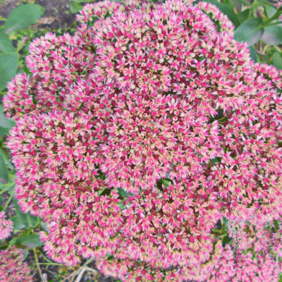 Седум видный Бриллиант (2 года) Седум видный Бриллиант (2 года) фото