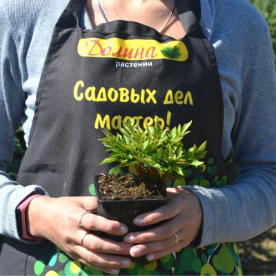 Астильба Вандерфул Дэй - Dolina-Sad.Ru