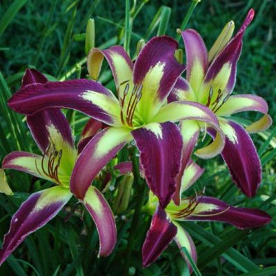 Лилейник  Апплика фото