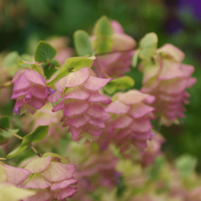 Душица Кент Бьюти , x Душица Кент Бьюти , x фото