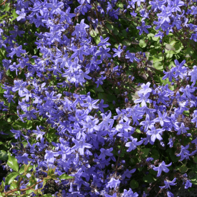 Колокольчик Пожарского Блю , x Колокольчик Пожарского Блю , x фото