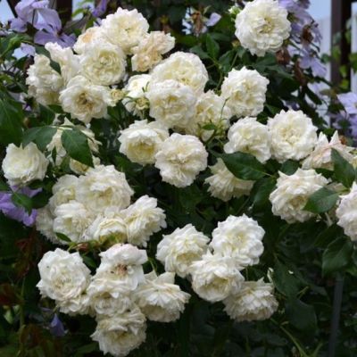 Роза Аляска Роза Аляска - Dolina-Sad.Ru