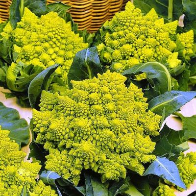 Капуста цветная Изумрудный кубок Капуста цветная Изумрудный кубок фото