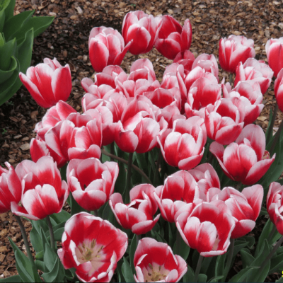 Тюльпан Гуус Папендрехт Тюльпан Гуус Папендрехт фото