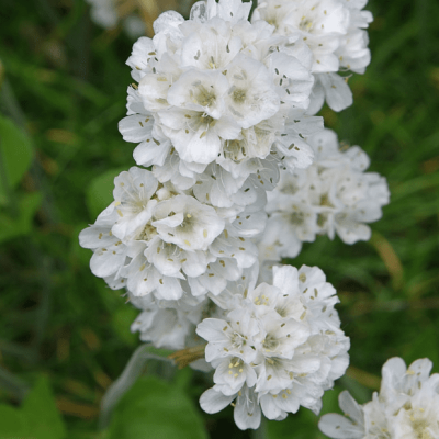 Армерия приморская Альба Армерия приморская Альба фото