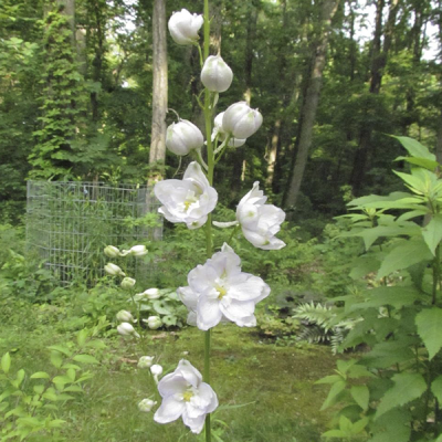 Дельфиниум "Мэджик Фаунтейн Уайт " Дельфиниум "Мэджик Фаунтейн Уайт " фото