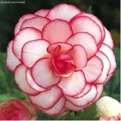 Бегония Пикоти уайт/ред Бегония Пикоти уайт/ред фото